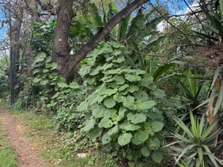 Terreno en Venta en Carretera San Lucas hacia Antigua - Image 9