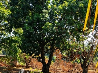 TERRENOS EN VENTA EN ALDEA OBERO, MASAGUA, ESCUINTLA - 5