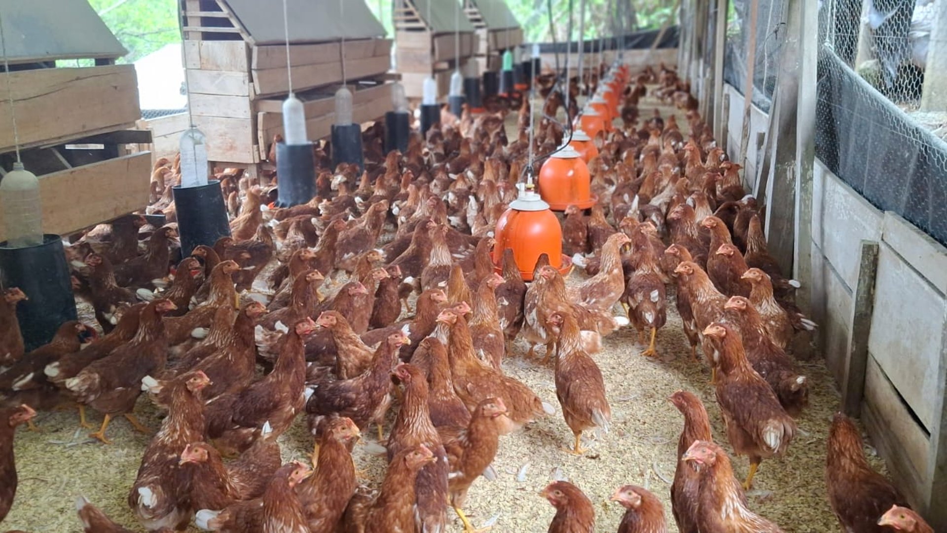 Granja en Venta en Cobán, Alta Verapaz  - Miniatura 15
