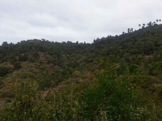 En Venta 70 Manzanas Terreno Boscoso San Pedro Ayampuc - 2