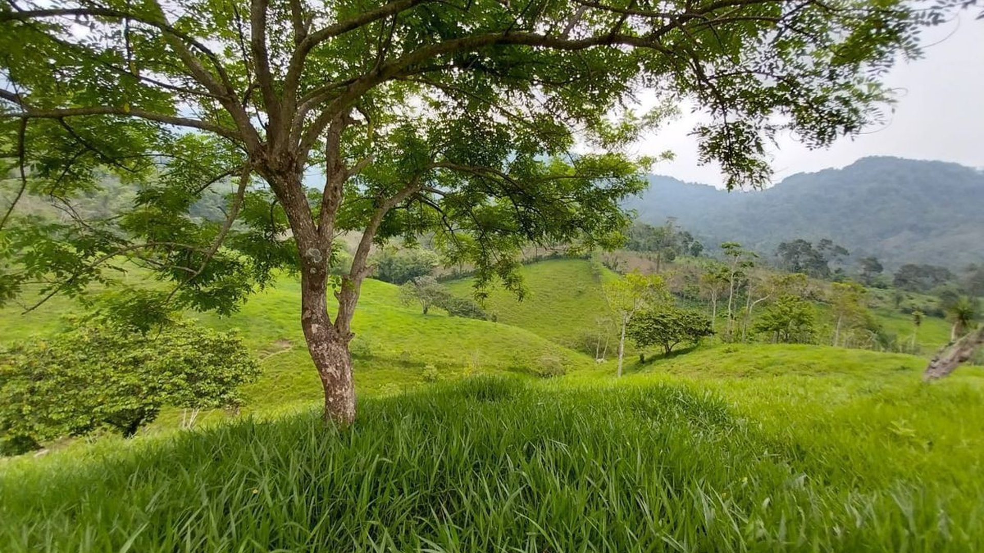 Finca en VENTA de 2 caballerías en Chicacao, Suchitepéquez - Miniatura 8