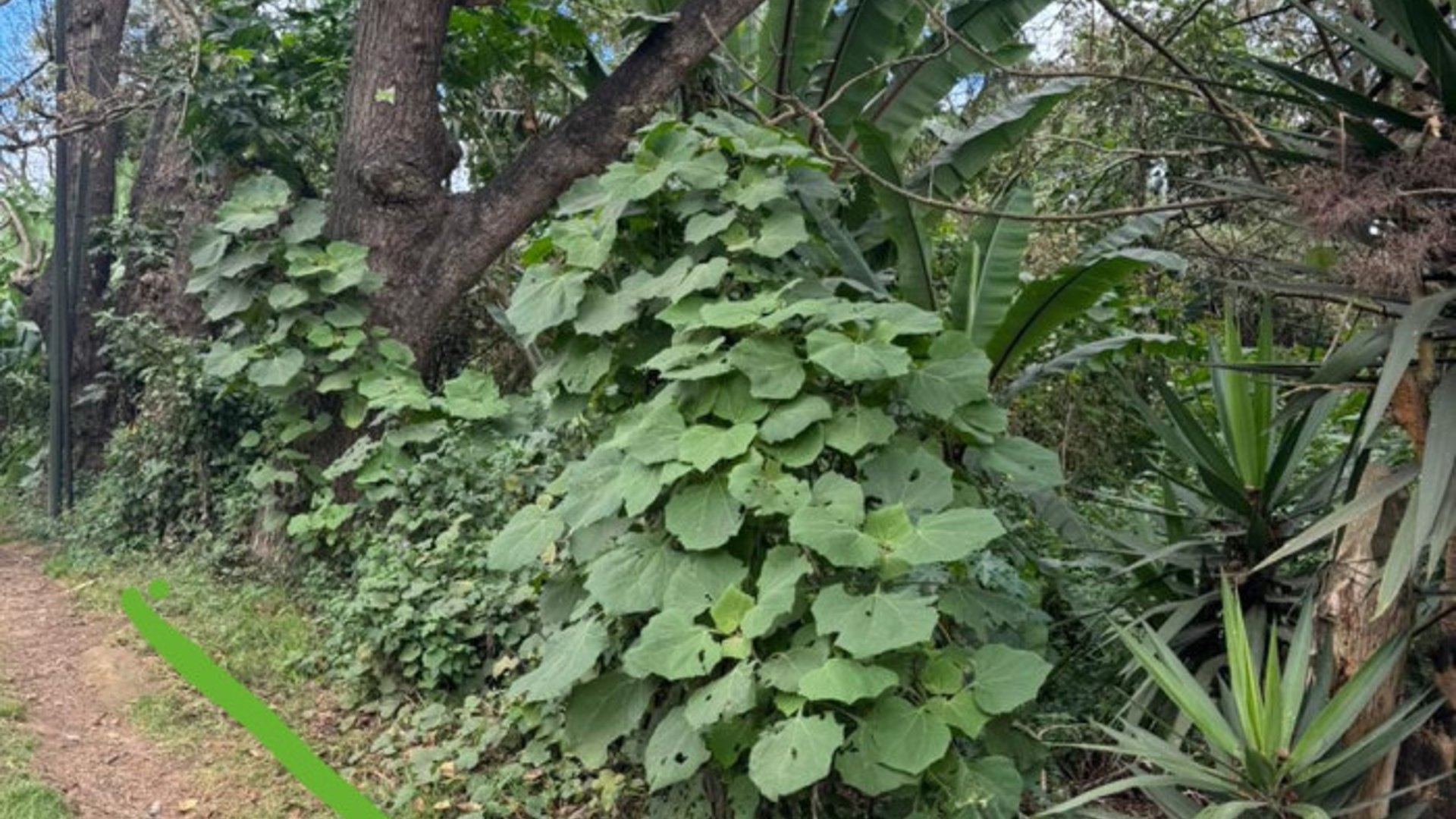 Terreno en Venta en Carretera San Lucas hacia Antigua - Miniatura 3
