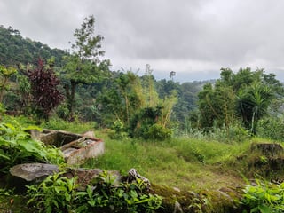 Finca cafetalera en venta 490 cuerdas Ref-4859 - 2