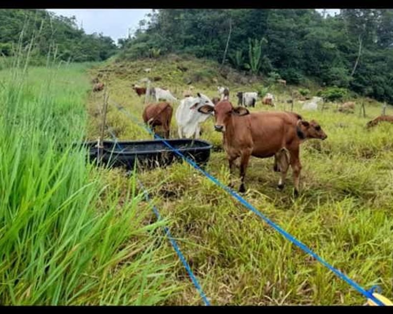 Finca en Venta – Cobán, Alta Verapaz
