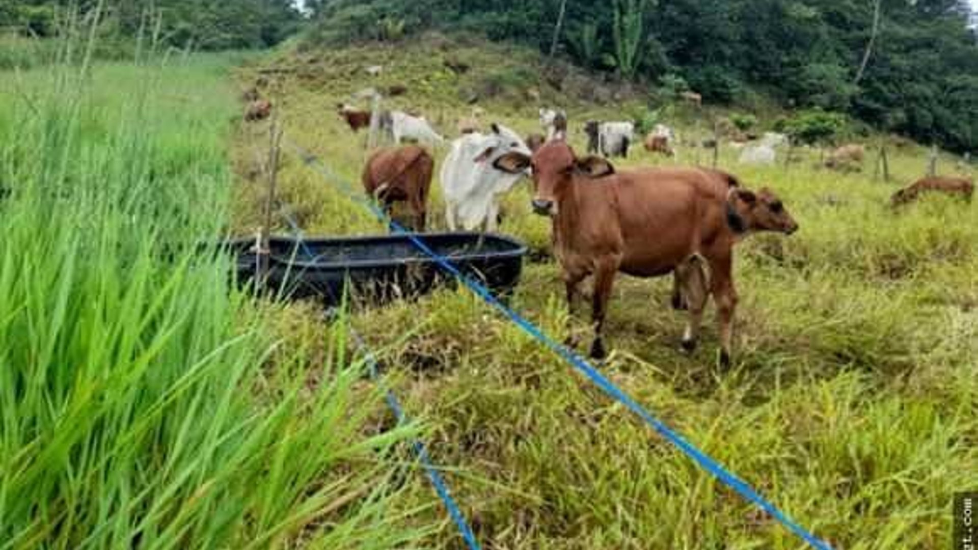 Finca en Venta – Cobán, Alta Verapaz
