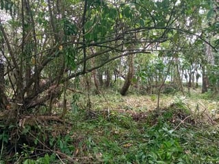 Vendo Terreno en El Estor Izabal - Image 7