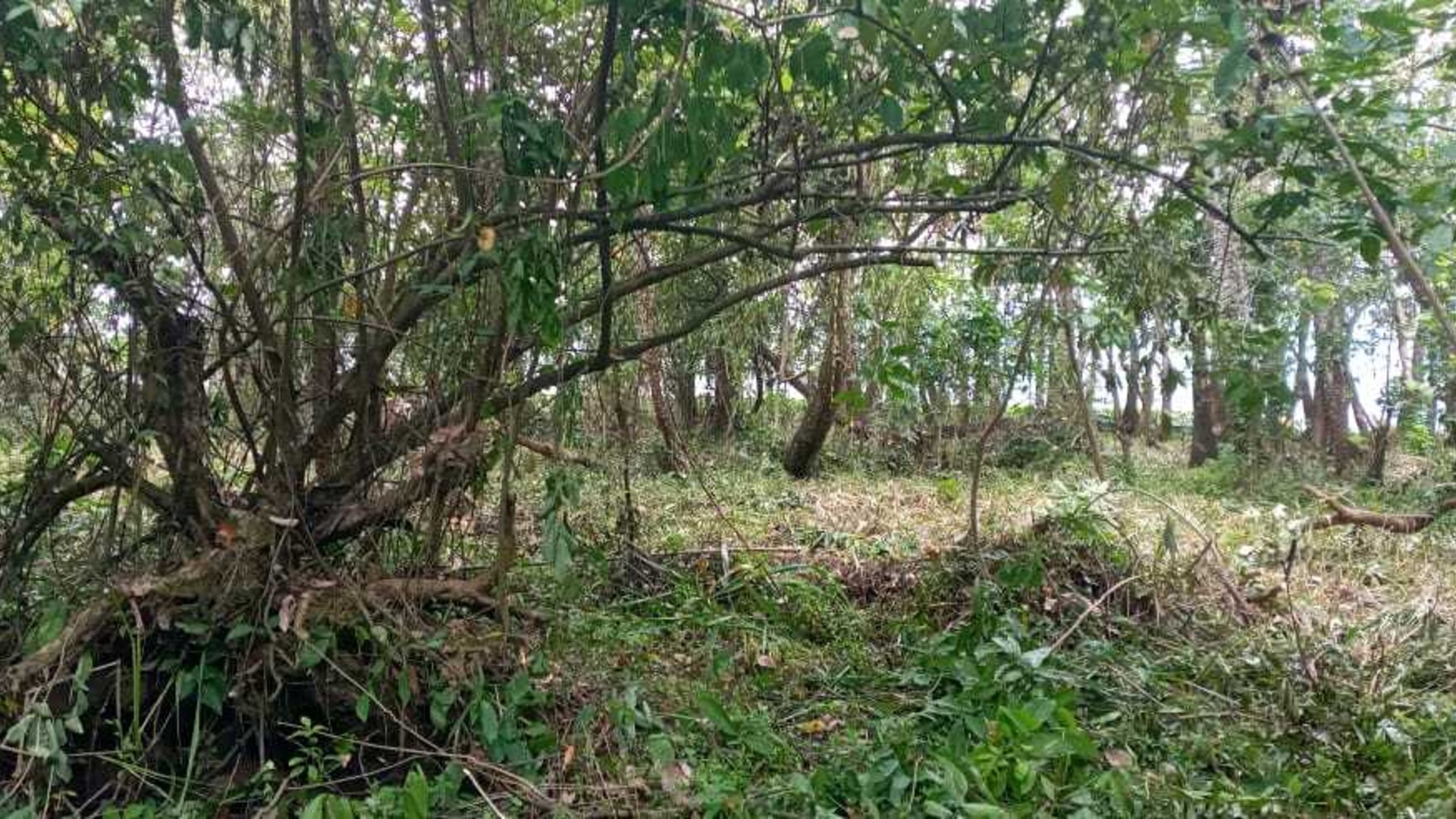 Vendo Terreno en El Estor Izabal - Miniatura 7