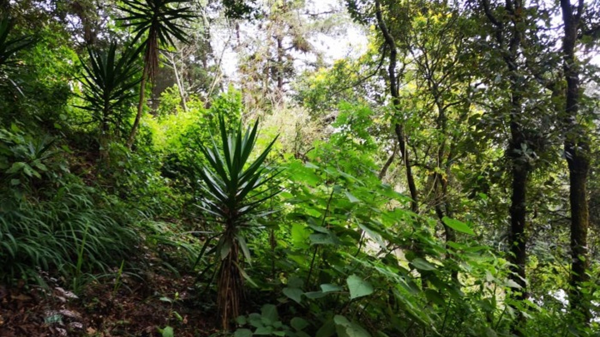 Terreno en Venta El Encinal Mixco - Miniatura 5