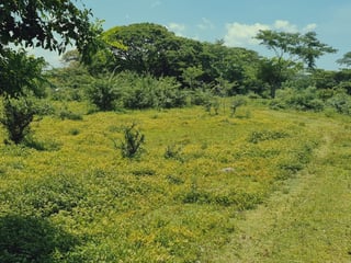 Finca de 113 Manzanas en venta Autopista Puerto Quetzal - 4