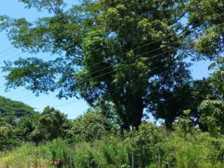 Terreno en renta en Guazacapán, Santa Rosa - 4