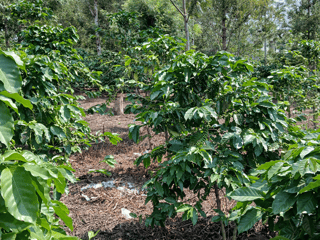 Vendo Terreno en San Pedro las Huertas ANTIGUA GUATEMALA. - 4