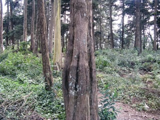 Terreno en venta, km 13.5 Carretera a El Salvador - 2