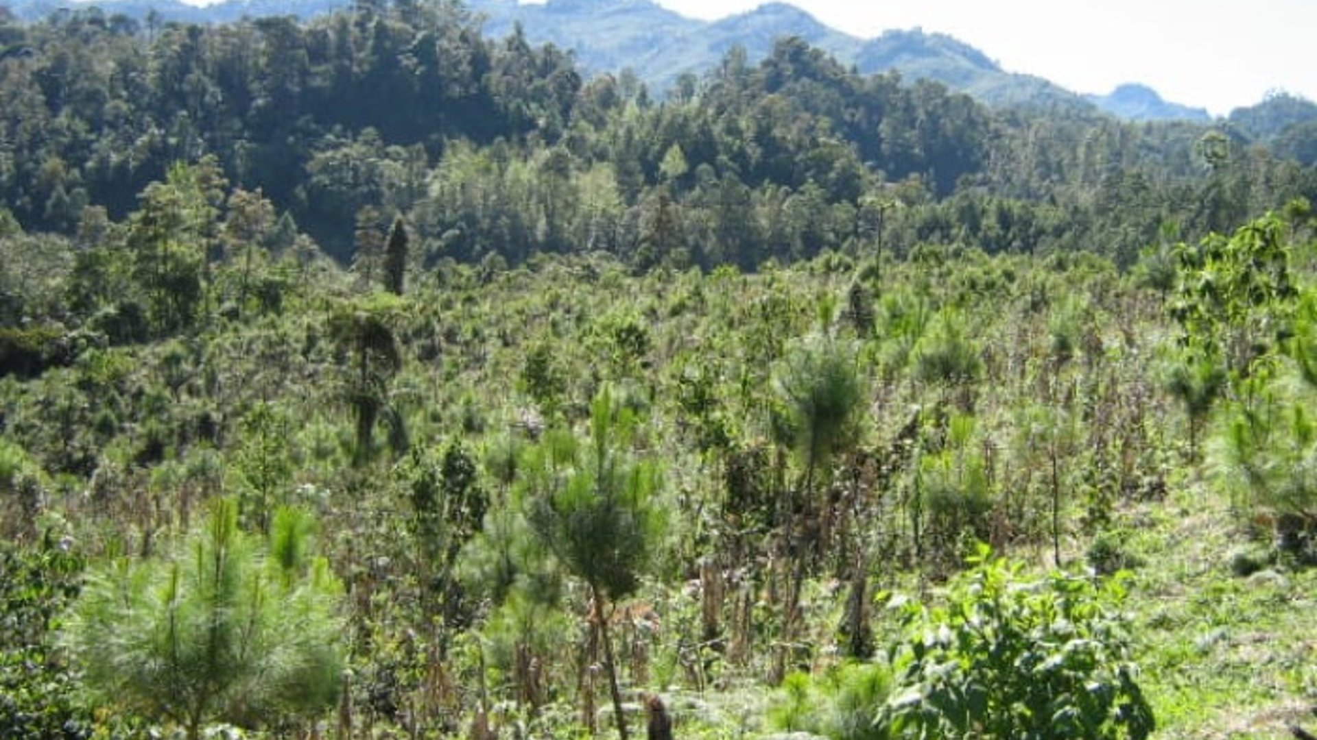 En Venta Finca San Juan Chamelco, Coban - Miniatura 5