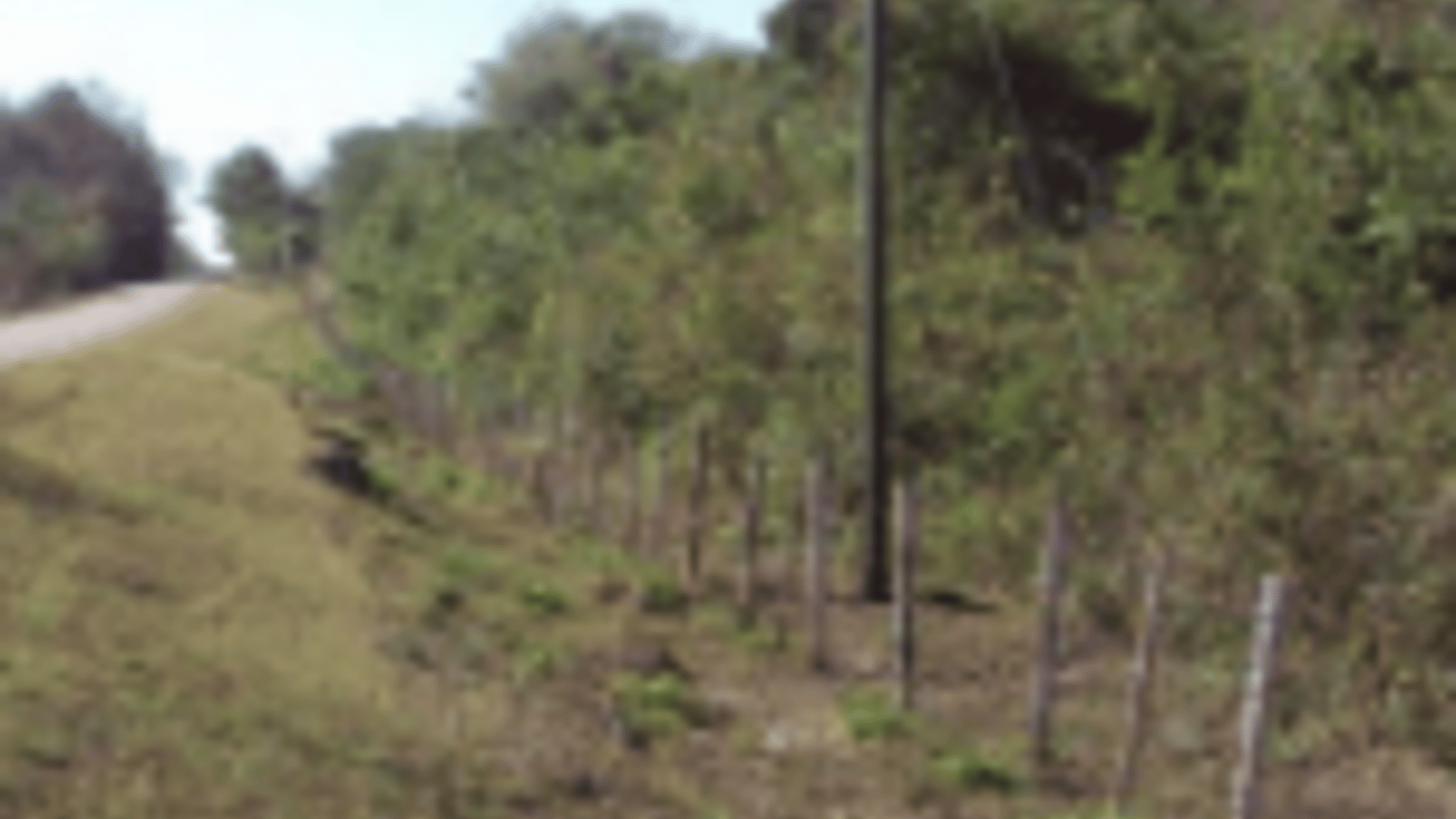 TERRENO EN CAOBA PETEN - Miniatura 2