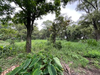 VENTA Terreno Los Sauces Km.37 Palín Escuintla - 4