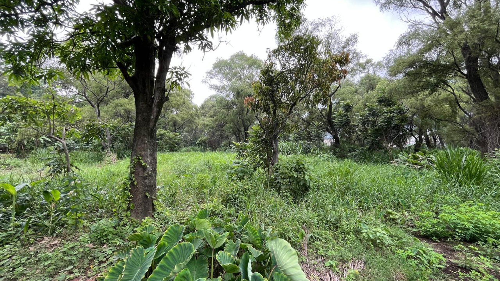 VENTA Terreno Los Sauces Km.37 Palín Escuintla - Miniatura 4