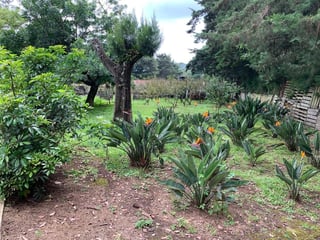 Granja en venta / Santa Lucía Milpas altas - Image 11