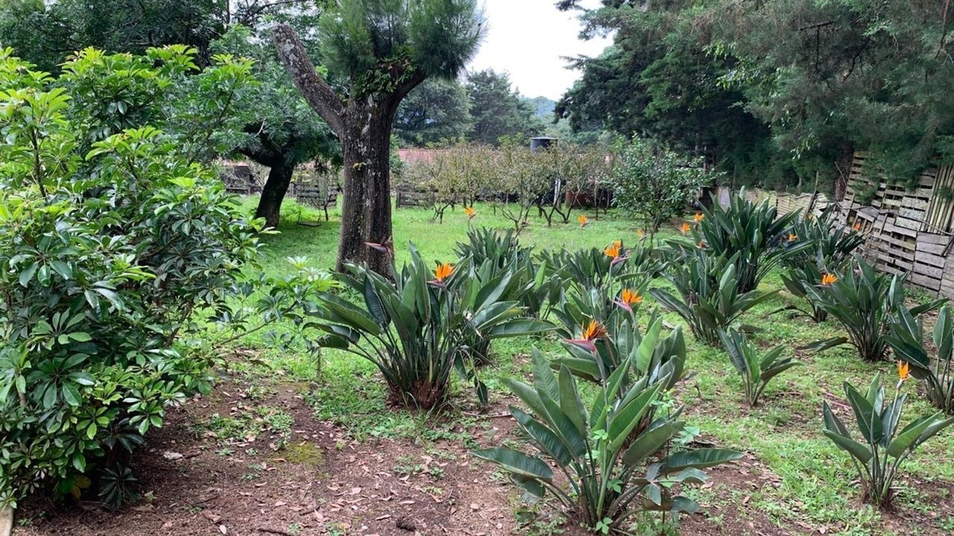 Granja en venta / Santa Lucía Milpas altas - Miniatura 11