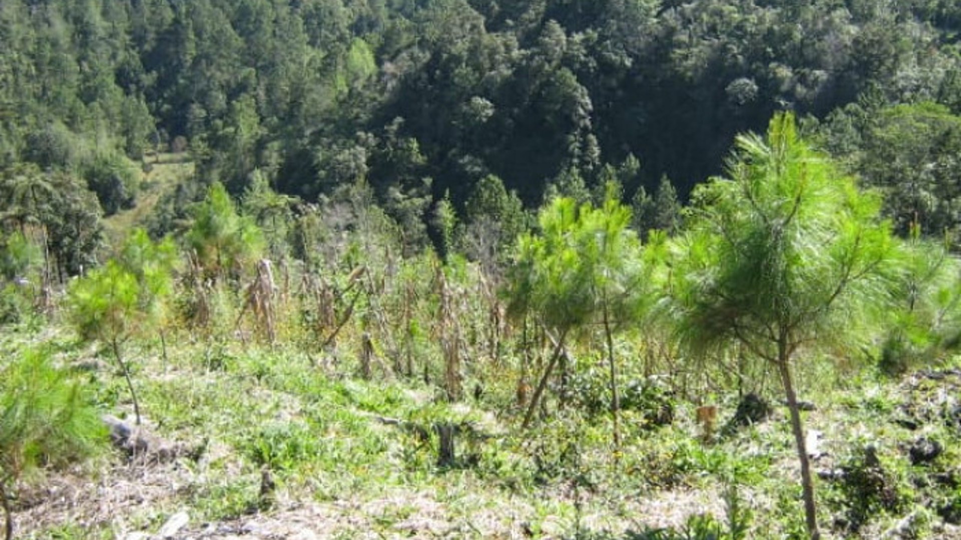 En Venta Finca San Juan Chamelco, Coban - Miniatura 4