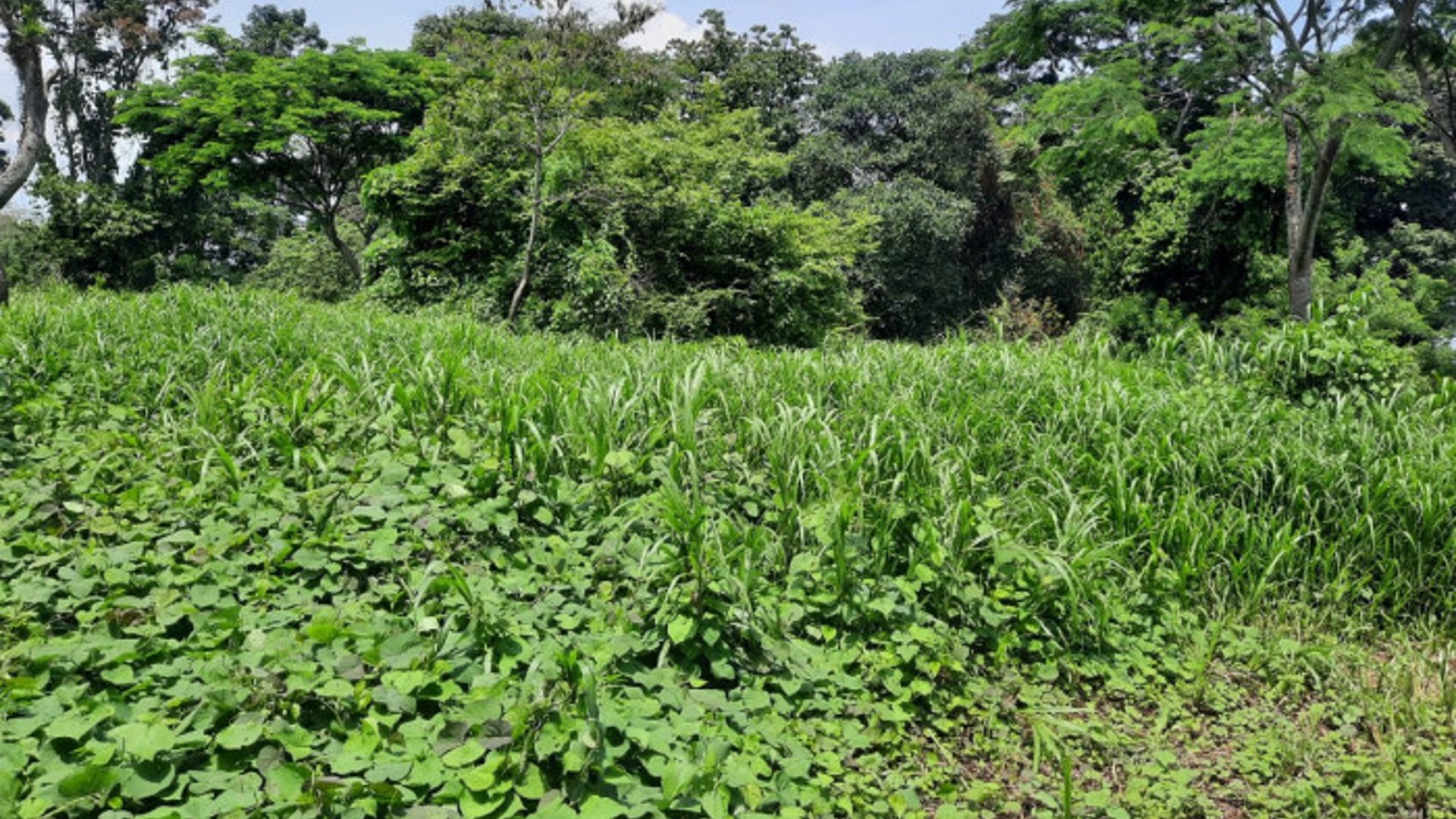 Terreno en Venta a Orilla de Calle en Coatepeque - Miniatura 4