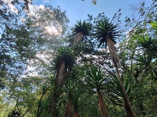 Terreno en Venta en Laguna de El Pino, Santa Rosa - 5