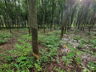 Finca en venta en Coatepeque Quetzaltenango Ref-5948 - 4
