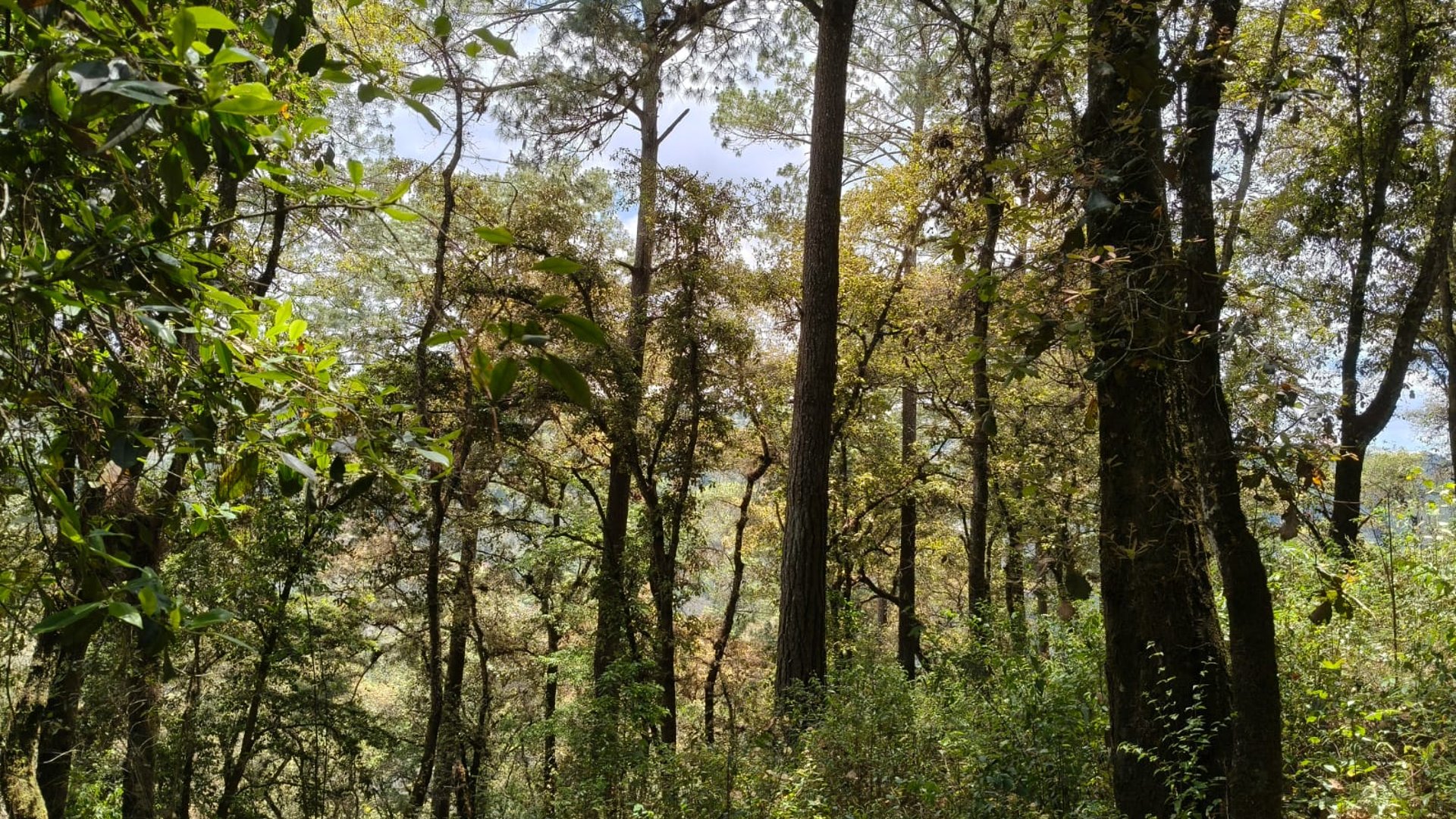 VENTA DE AMPLIO TERRENO 4,460VR2 - EL ENCINAL, MIXCO  - Miniatura 7