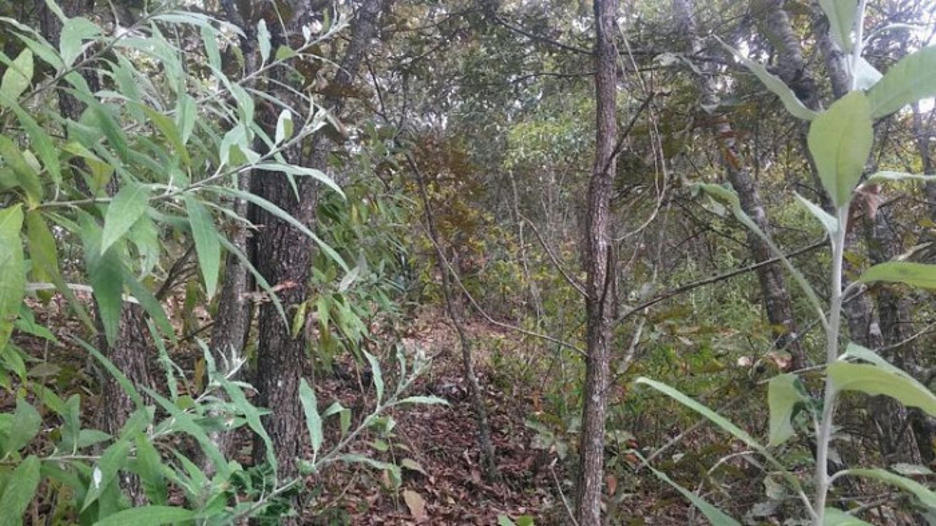 En Venta 70 Manzanas Terreno Boscoso San Pedro Ayampuc - Miniatura 9