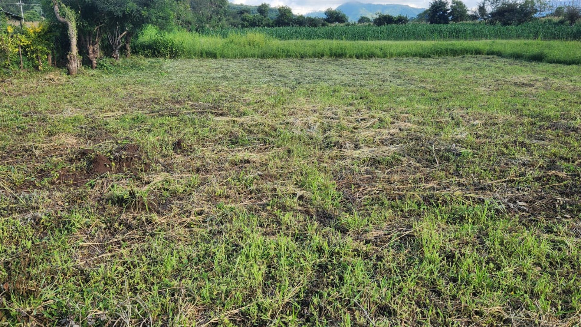Terreno en Renta Camino a Jutiapa