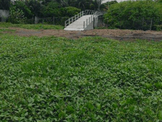 Terreno en Venta frente al mar en Puerto San José, Escuintla  - 4