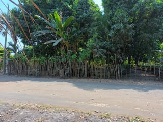 Granja en renta en Km. 102 Puerto de San José - Image 16