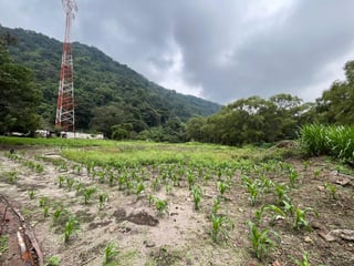 VENTA Terreno Los Sauces Km.37 Palín Escuintla - 3