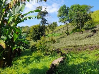 Vendo Terreno para Siembra  en Carretera a El Salvador - Image 8