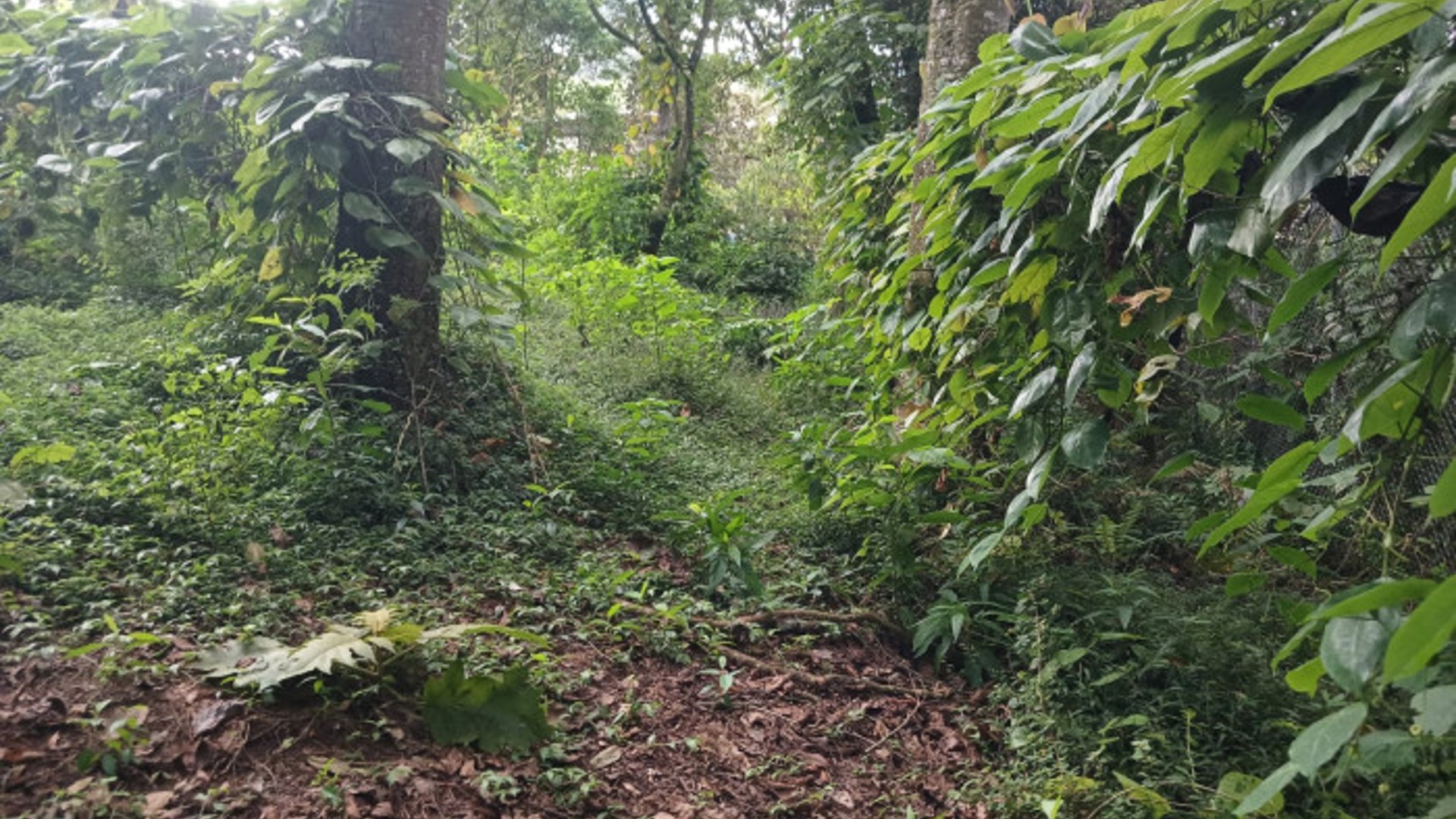 TERRENO EN VENTA EN SAN LUCAS SACATEPEQUEZ - Miniatura 15