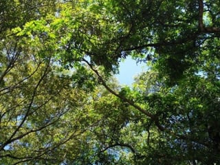 Lote en Venta RioSul, Escuintla, Guatemala - Image 5