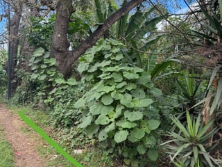 Terreno en Venta en Carretera San Lucas hacia Antigua - 3