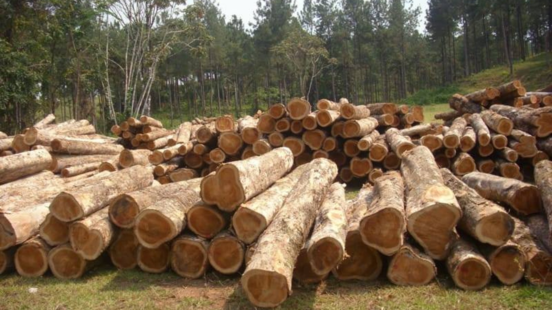 Finca Forestal en Petén – 18 caballerías tituladas de Teca - Miniatura 2