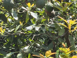En venta finca aguacate Hass San Vicente Pacaya Esc - 5