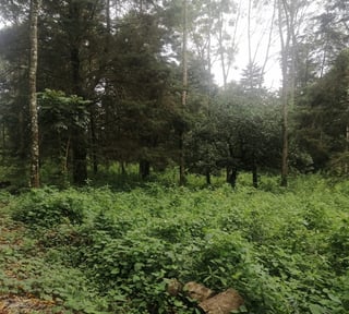 Terreno en Venta – Carretera a El Salvador, Km 30, camino a Santa Elena Barillas