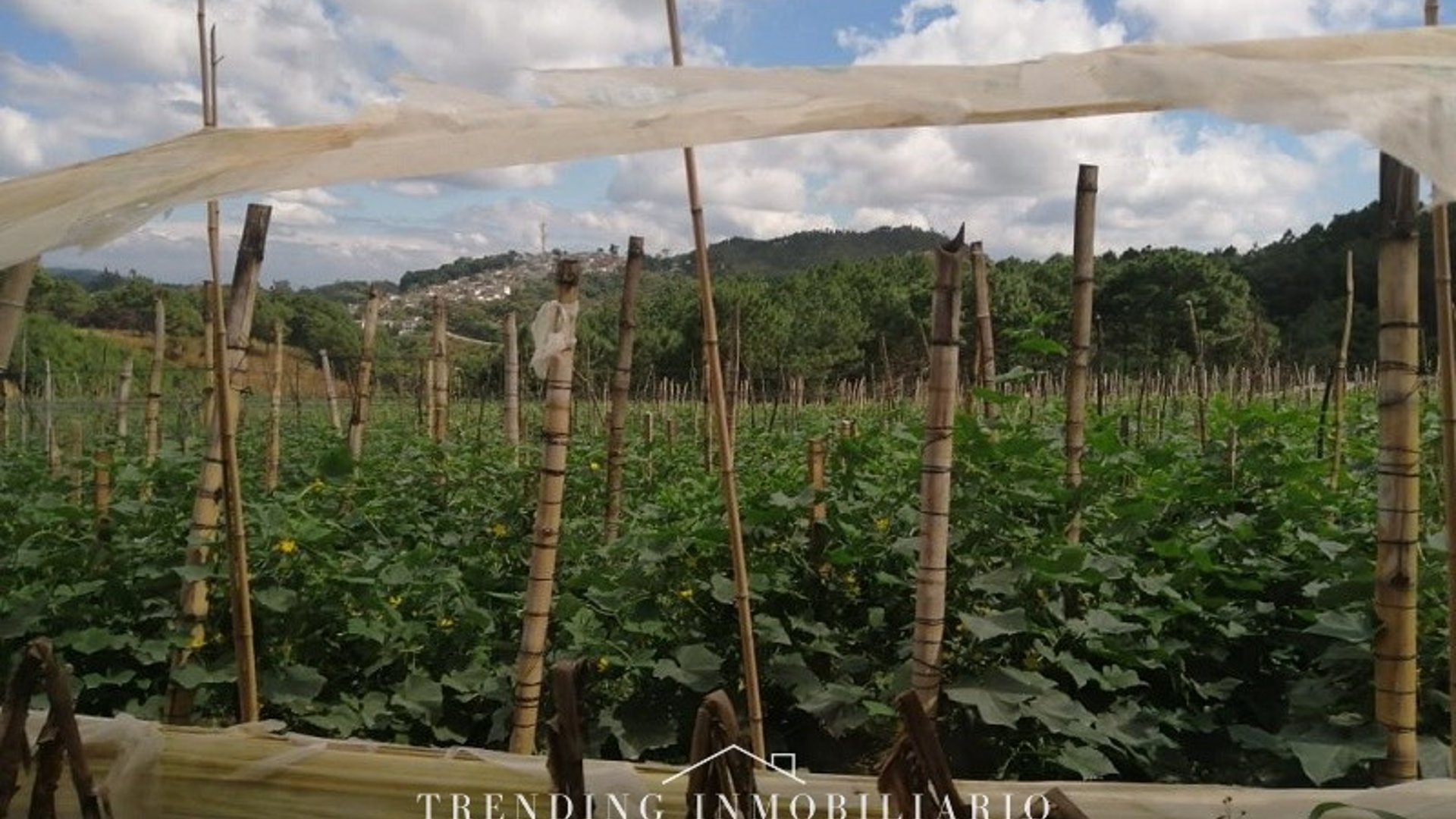 ✨????️ Zona 18, finca en venta, 96 manzanas ✨ ideal proyecto inmobiliario - Miniatura 6