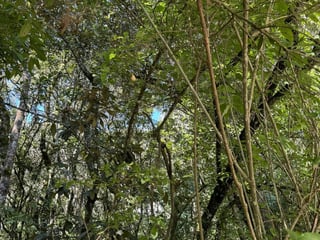 EL ENCINAL / Terreno en venta - 5