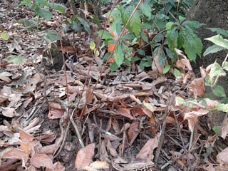 Terreno en Venta en El Encinal Zona 7 Mixco - 2