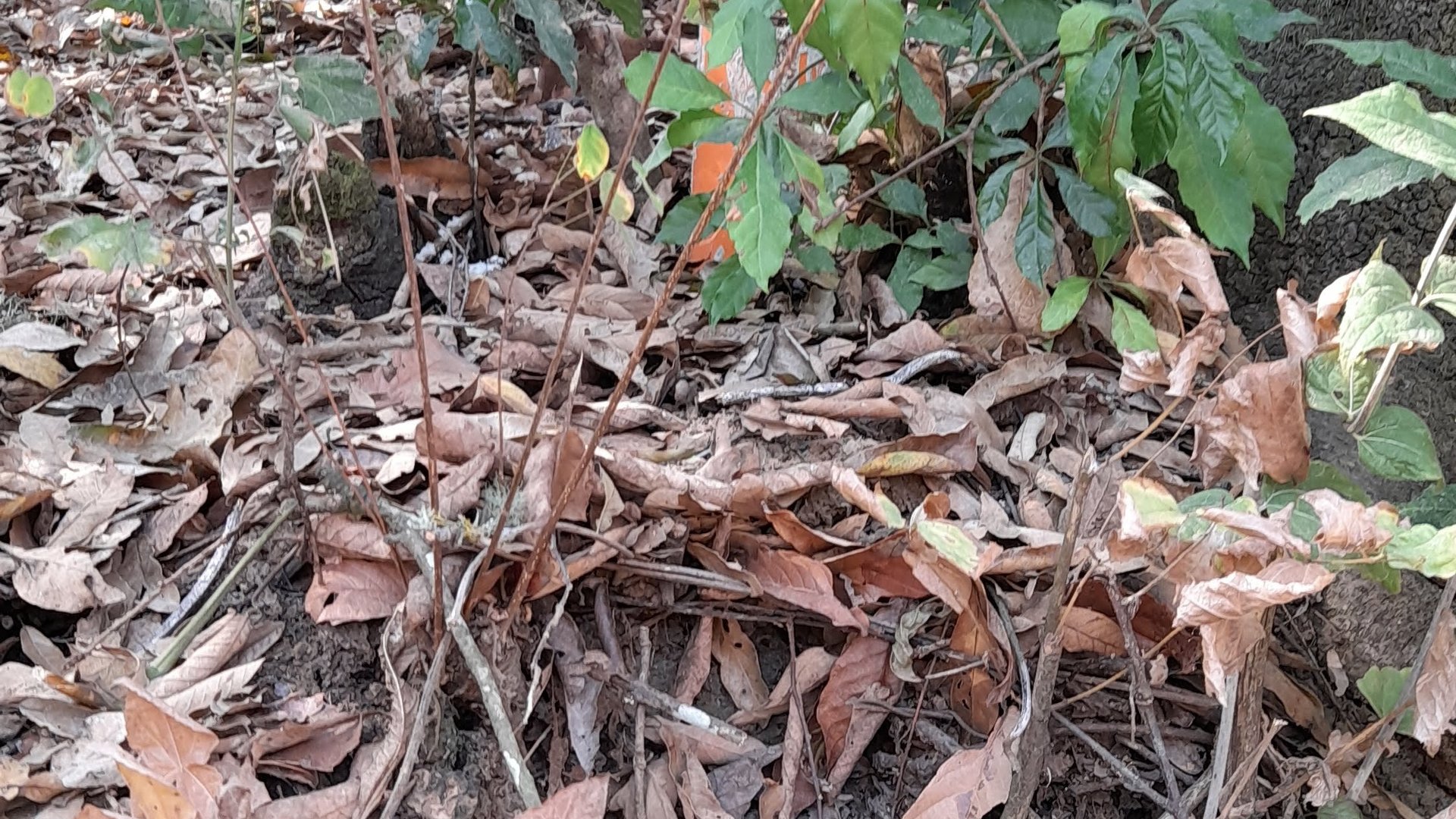 Terreno en Venta en El Encinal Zona 7 Mixco - Miniatura 2