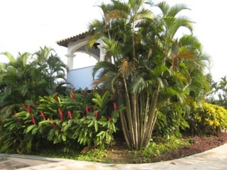 Terreno en venta en PAcific Garden Escuintla - 2