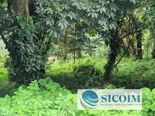Terreno Extenso a la Venta en Santa Rosalia La Laguna - 3