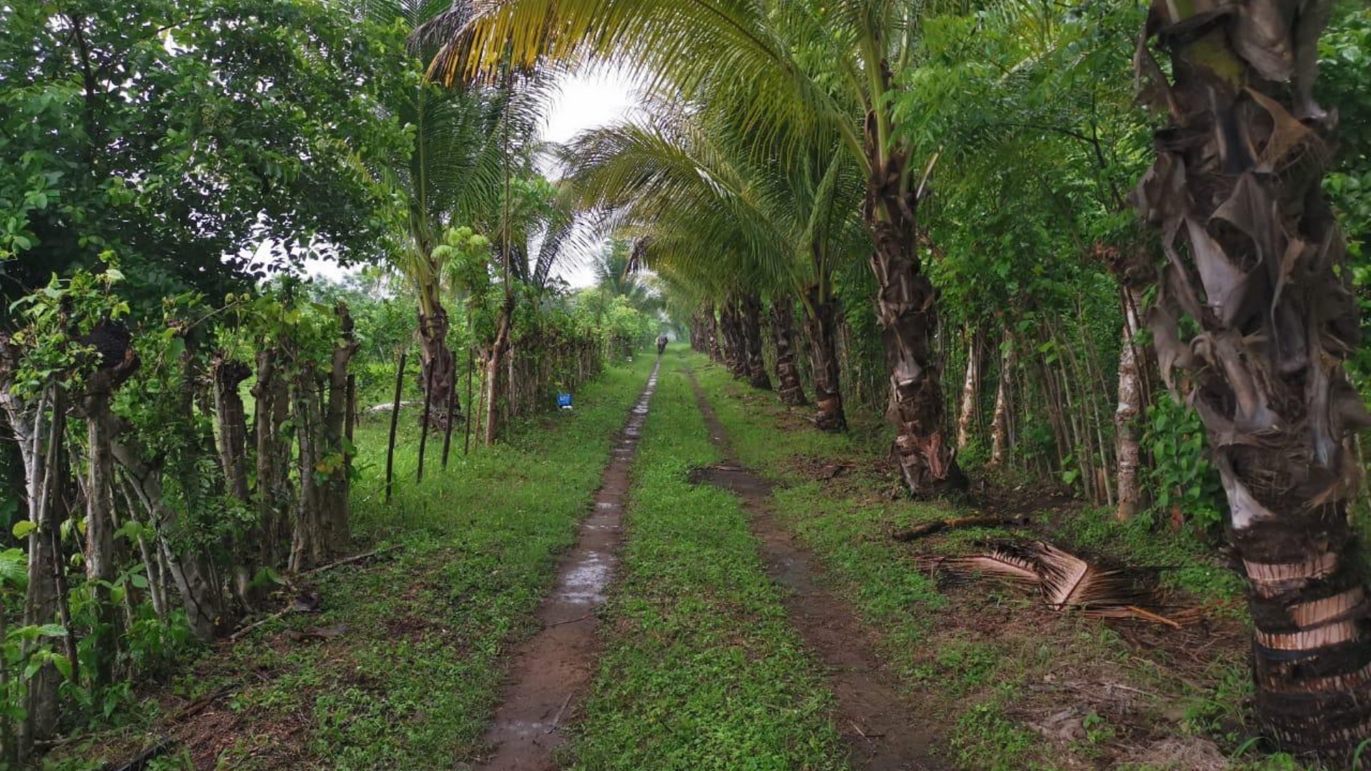 Terreno en Venta Km. 81 Masagua, antigua carretera a Puerto Quetzal - Miniatura 8
