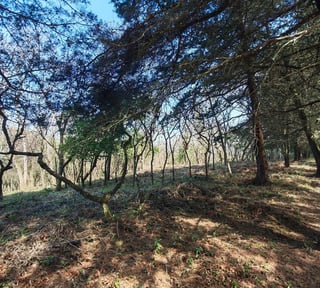 Casa   Campo Terreno en Carretera El Salvador en Venta