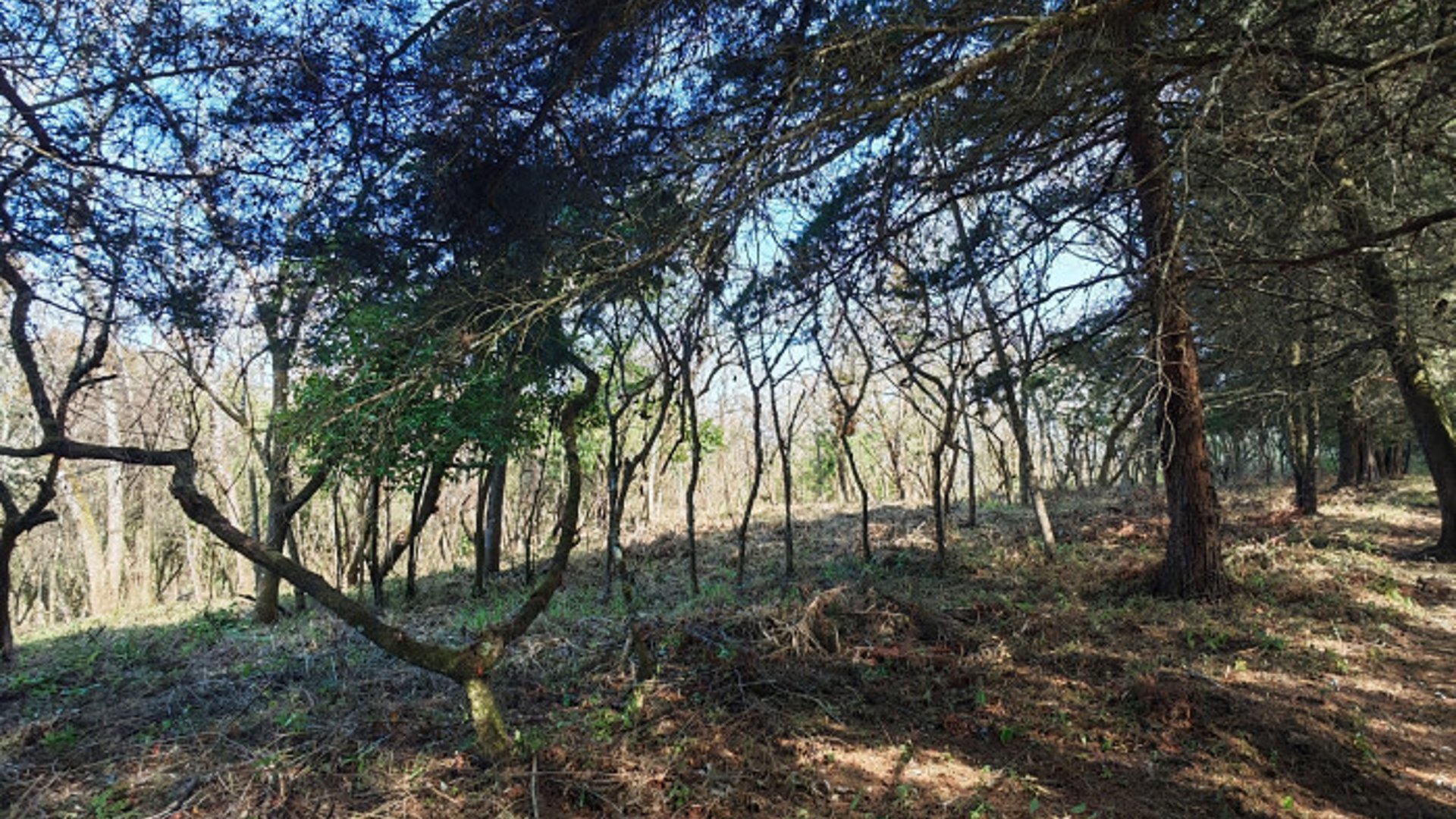 Casa   Campo Terreno en Carretera El Salvador en Venta