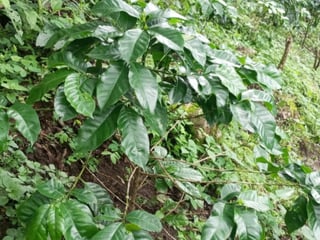 Terreno en venta para desarrollo comercial en Amatitlán - 4