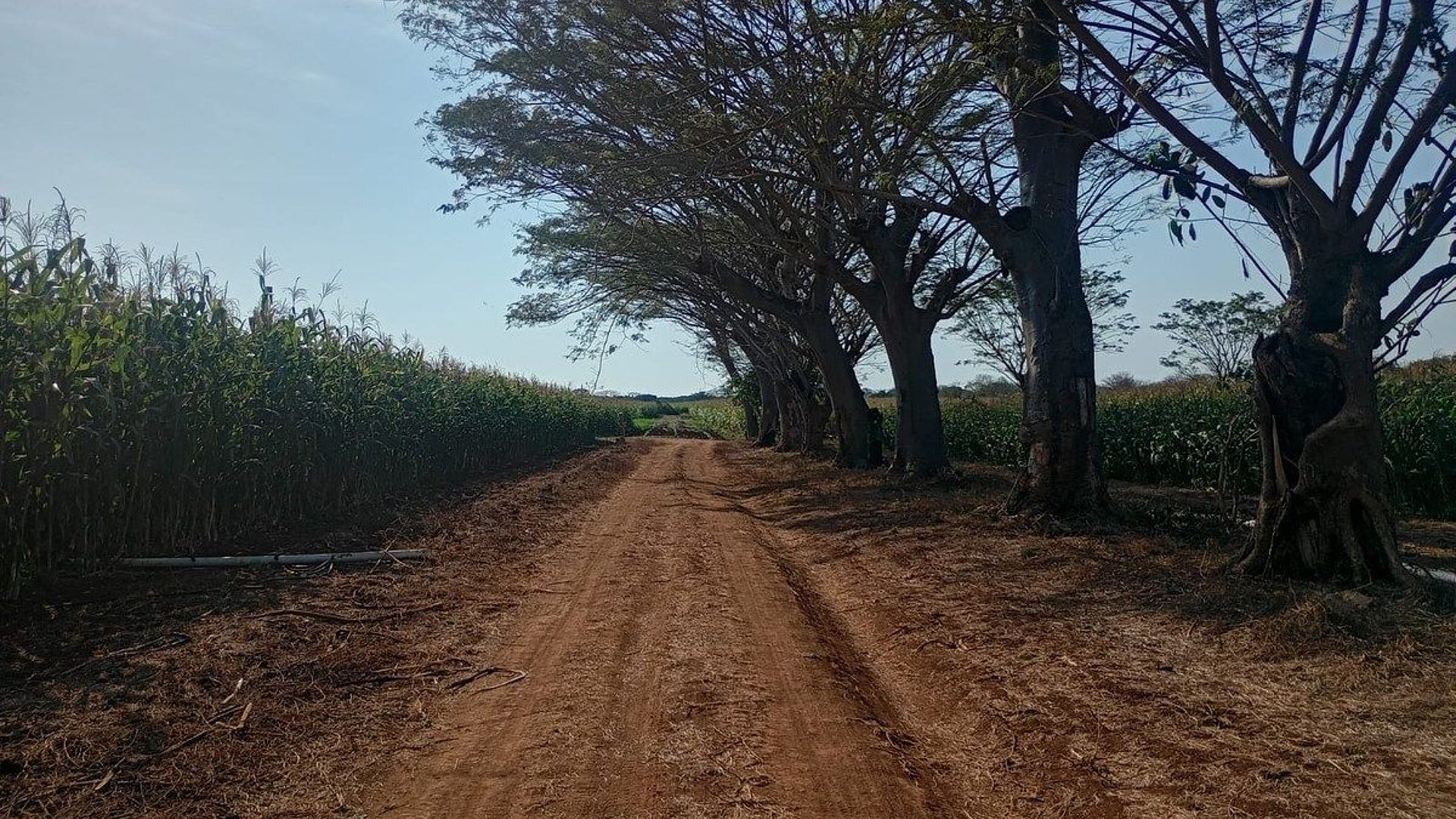 FINCA DE CACAO  EN VENTA – Retalhuleu